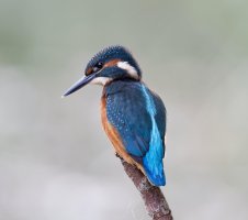 Kingfisher_1250_320_f5.6.jpg