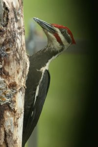 DaddyPileated_16471.JPG