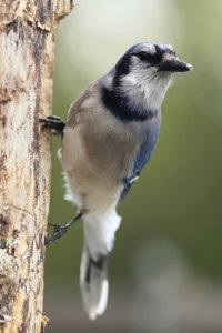 BlueJay_16509.JPG