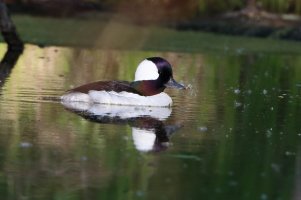 bufflehead_16686.JPG
