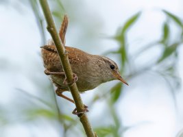 Wren_5947_Crop.jpg