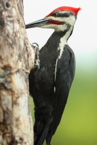 PileatedMale_16725.JPG