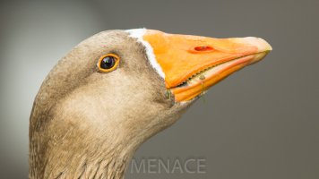 Goose Teeth_DX_4960-2.JPG