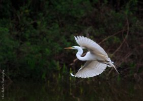 Great Egret in Flight late-9790.JPG
