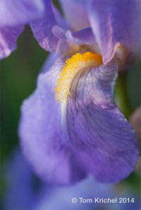 Iris_ITK0530 V2.JPG