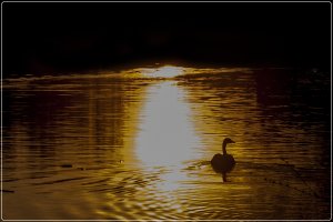 sunset tooggoodpood.JPG