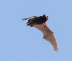 bat2.jpg