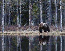 Brutus reflection web.jpg