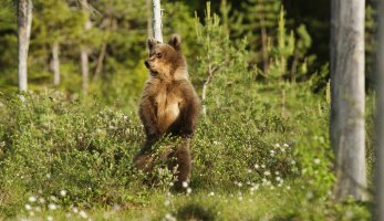 cub cratch web.jpg