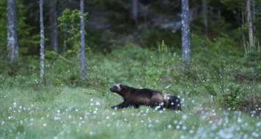 wolverine web.jpg