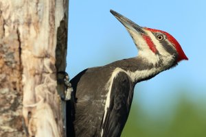 PileatedWP_M_Portrait_16864.JPG
