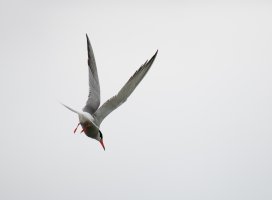 ArcticTern6139_Crop.jpg