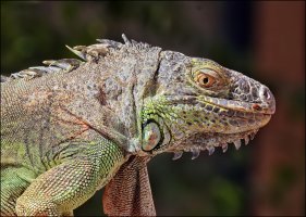 Lizard 2000.jpg