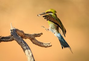 oldageadventurer_swallowtail bee-eater_KTFP-0363.jpg