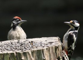 Woodpeckers 8270.JPG