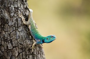 Agama Lizard.jpg