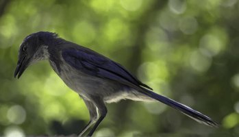 scrub jay june 2014 reduced painted.jpg