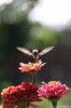 broad-tailed-hummingbird.jpg.jpg