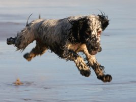 Flying Isla Cropped-2 IMG_6091.JPG