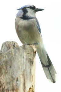 BlueJay_17066.JPG