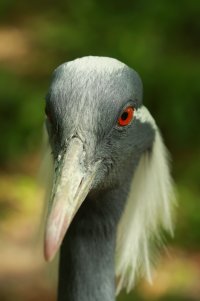 The Birds of Sylvan Heights Bird Park on 4-23-14-24-2.jpg