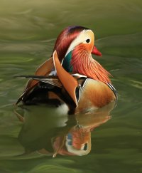 The Birds of Sylvan Heights Bird Park on 4-23-14-579.jpg