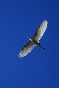 Great Egret at Cherry Grove 004.jpg