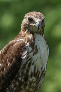 A Beautiful Red-Tailed Hawk 008.jpg
