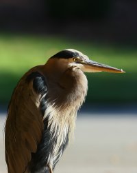 The Birds of Duke Gardens 124.jpg