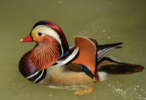The Birds of Sylvan Heights Bird Park on 4-23-14-400.jpg