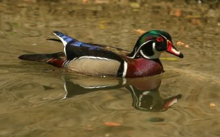 The Birds of Sylvan Heights Bird Park on 4-23-14-760.jpg