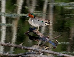 GreenWingedTeal_3805.JPG