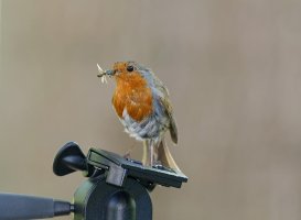 Robin_on_tripod_6689_SmallCrop.jpg