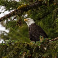 Icy_Strait_Hoonah_Bald_Eagles-72.jpg