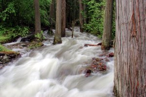 Glacier National Park-- June 2005 054.4.jpg