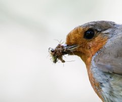 Robin+Insect6652_Crop.jpg