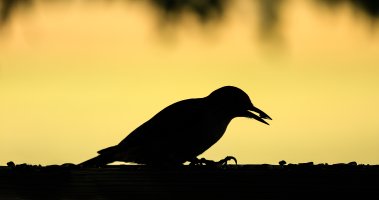 Red-bellied Woodpecker-16.jpg