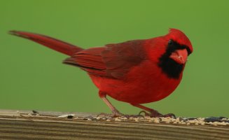 Songbirds in Our Yard-91-9.jpg