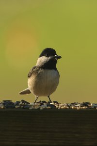 Songbirds in Our Yard-456-2.jpg