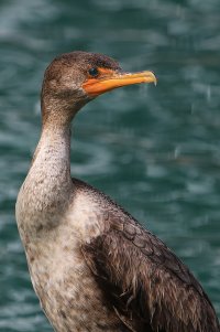 Loons at Cherry Grove 034.jpg