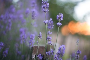 f1.4IMG_3443.jpg