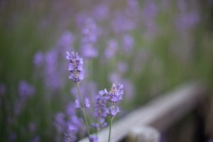 f1.4IMG_3440.jpg