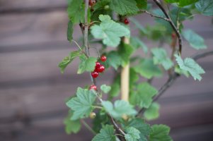 f1.4-IMG_3425.jpg