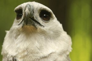Harpy Eagle, Female.jpg