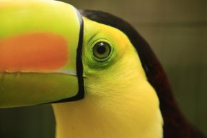 Mr. Grunt the Toucan.jpg