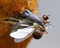 RobinsBeak+Insect_6705_Crop.jpg