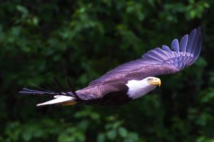 Icy_Strait_Hoonah_Bald_Eagles-90-Edit.jpg