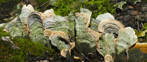 fungusandmoss6-24-2014.jpg
