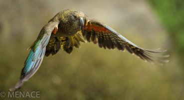 Kea in flight.JPG