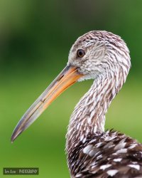 Limpkin.jpg